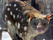 220px spottedquoll 2005 seanmcclean